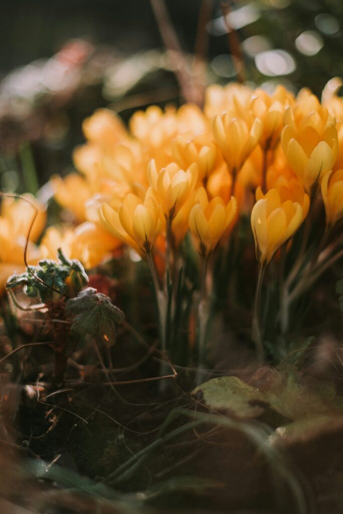 Gelbe Blumen