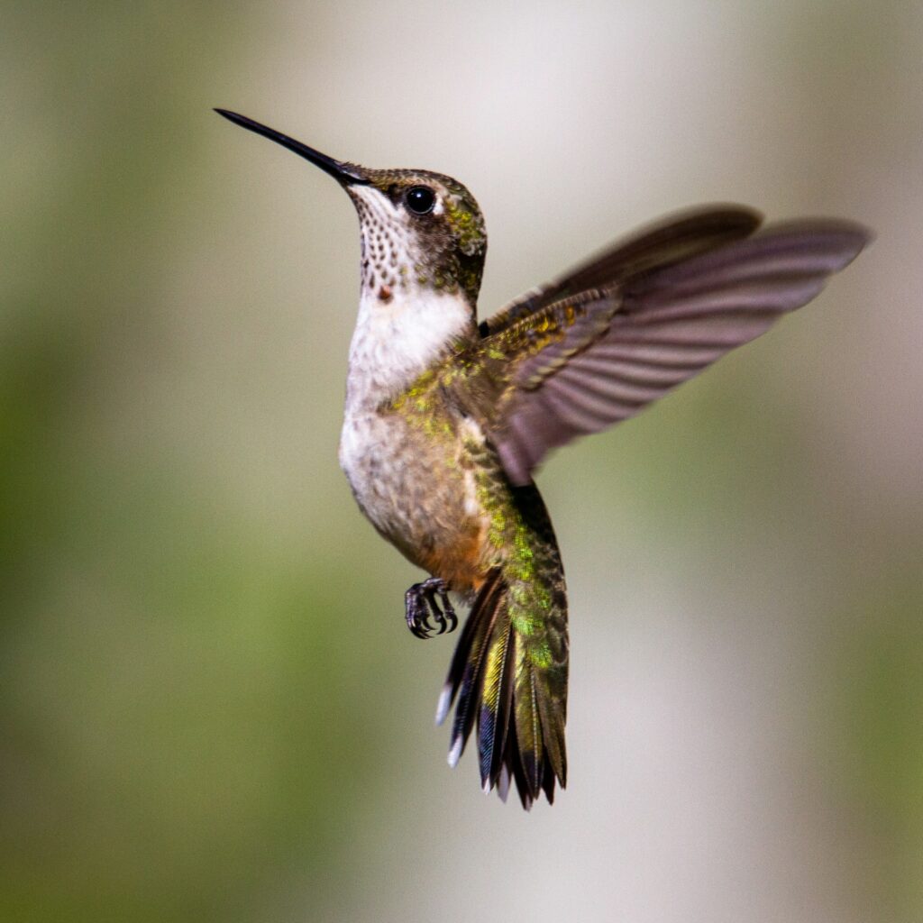 Kolibri