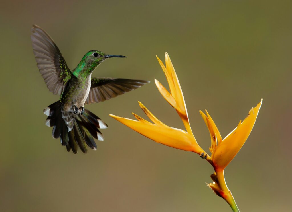 Kolibri