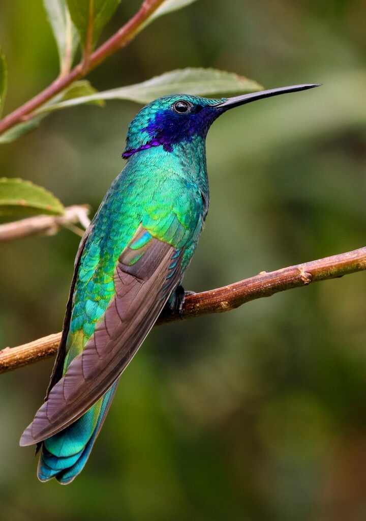 Kolibri