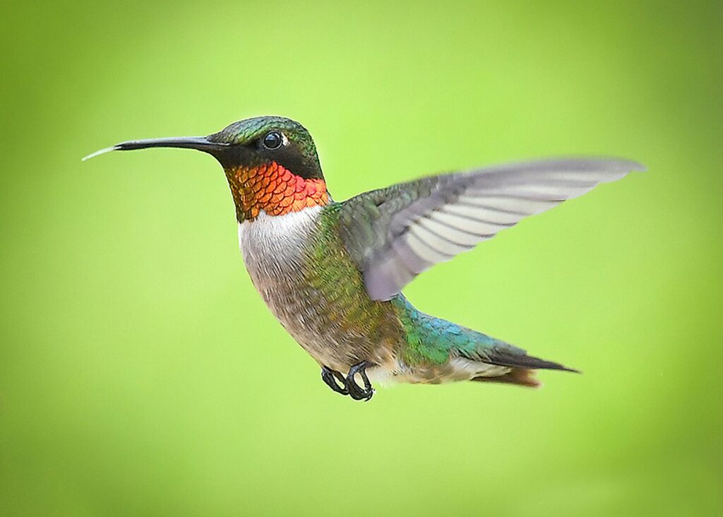 Kolibri